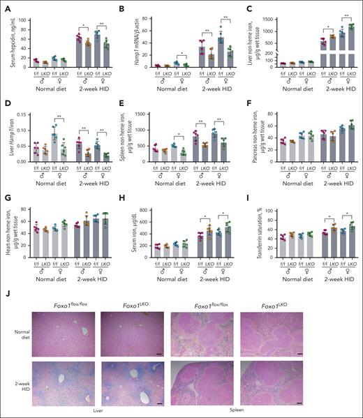 Foxo1LKO mice display disturbed iron metabolism under HID.Foxo1LKO and Foxo1flox/flox mice were maintained on an ND or a 2-week HID before they were euthanized at age 8 weeks. Iron-related phenotypes were assessed. (A) Serum hepcidin levels. (B) Liver hepcidin (Hamp1) mRNA expressions. (C) Liver nonheme iron concentrations. (D) Liver Hamp1 mRNA/liver nonheme iron concentration ratios (Hamp1/iron). (E) Spleen nonheme iron concentrations. (F) Pancreas nonheme iron concentrations. (G) Heart nonheme iron concentrations. (H) Serum iron levels. (I) Transferrin saturation levels. (J) Perls iron staining of liver and spleen tissue (scale bar, 100 μm). ♂, male mice; ♀, female mice; n = 6 in each group. ∗P < .05; ∗∗P < .01; ∗∗∗P < .001. The P value was calculated by the 1-way ANOVA with the Sidak multiple comparison test in sex- and diet-matched data.