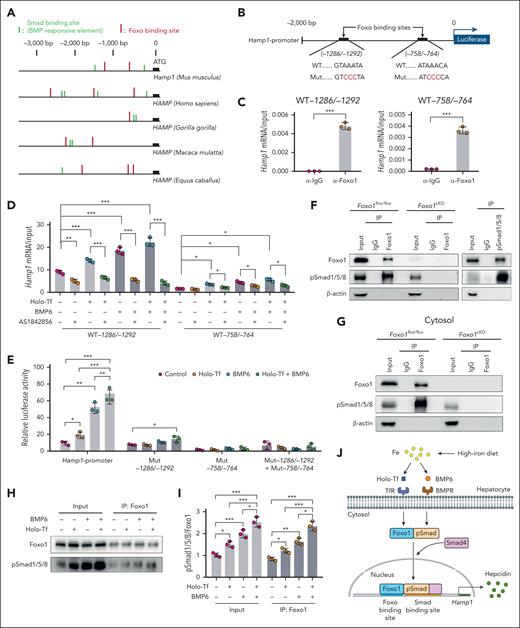 Foxo1 and Smad proteins coregulate hepcidin transcription. (A) Analysis of Foxo binding sites (red) and Smad binding sites/BMP-responsive elements (green) in the 3000 bp upstream region of hepcidin gene transcription start site in different mammals. (B) In the murine Hamp1 promoter, a scheme summarizing the 2 predicted Foxo binding sites and their corresponding mutant forms. WT, wild-type Hamp1 promoter; Mut, Hamp1 promoter with mutated Foxo binding site (red). (C-D) ChIP-qPCR analysis of the interaction between Foxo1 and 2 Foxo binding sites in the murine Hamp1 promoter region under basal condition (C) or holo-Tf/BMP6/AS1842856–treated condition (D). Cells were treated with 10 μM AS1842856 1 hour before the addition of 20 ng/mL BMP6 and/or 30 μM holo-Tf (AS1842856, 7 hours; BMP6, 6 hours; holo-Tf, 6 hours). (E) As indicated in panel B, Hamp1 promoter luciferase reporter plasmids containing wild-type (WT) or mutated (Mut) Foxo binding sites were transfected into primary hepatocytes and assayed for their luciferase reporter activities (holo-Tf, 30 μM; BMP6, 20 ng/mL; 7 hours). (F) Immunoprecipitation (IP) and western blot analysis of the Foxo1-pSmad1/5/8 interaction in primary hepatocytes from 8-week-old male Foxo1LKO and Foxo1flox/flox mice (left) and 8-week-old male WT 129S2/SvPasCrl mice (right). (G) IP/western blot analysis of the Foxo1-pSmad1/5/8 interaction in the cytosol of primary hepatocytes from 8-week-old male Foxo1LKO and Foxo1flox/flox mice. (H) IP/western blot analysis of the Foxo1-pSmad1/5/8 interaction in the primary hepatocytes treated with holo-Tf and/or BMP6 (7 hours; holo-Tf, 30 μM; BMP6, 20 ng/mL). (I) Quantifications of Foxo1-pSmad1/5/8 interaction from results displayed in panel H. (J) A working model to elucidate the role of Foxo1 in hepatic hepcidin regulation. Primary hepatocytes were isolated from 8-week-old male WT 129S2/SvPasCrl mice. Results from ChIP-qPCR, luciferase assay, IP/western blot, and corresponding quantification analysis were all obtained from 3 independent biological replicates. ∗P < .05, ∗∗P < .01, ∗∗∗P < .001. The P value was calculated by the Student t test for 2 group comparison or the 1-way ANOVA with the Sidak post hoc test for multiple comparison. For panels D-E, multiple comparison test was separately performed in different Foxo binding sites or their mutations.