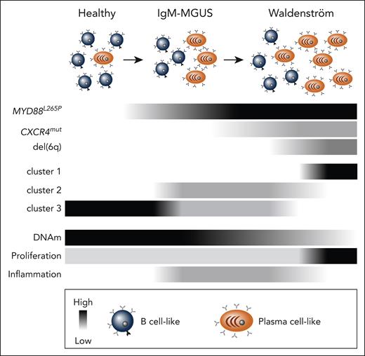 Model of IgM gammopathies composed of B cell–like and plasma cell–like cells and the prevalence of common mutations denoted in black (key at bottom). Clusters 1 to 3 are IgM gammopathy subtypes described by Mondello et al.4 Global DNA methylation (DNAm) levels are inferred from previous studies,5,9 and B cell–intrinsic inflammation and proliferation correlated with DNA methylation are reported by Chohan et al.