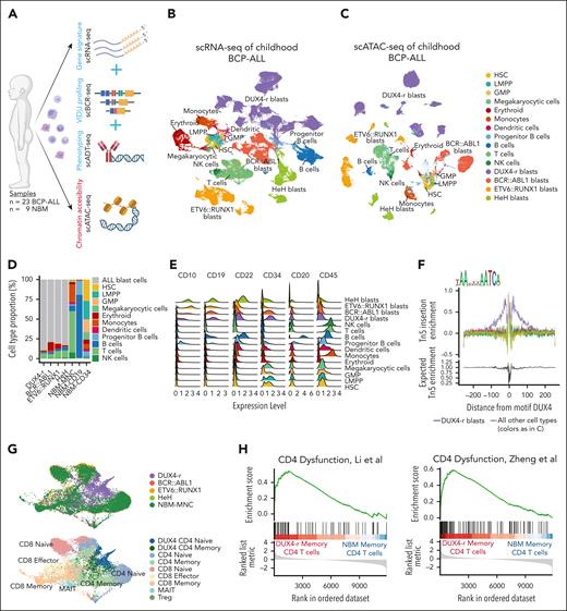 Multimodal single-cell sequencing reveals a severely altered leukemic BM. (A) Schematic illustration of multiomic profiling of BCP-ALL (n = 23) and NBM (n = 9) samples. Illustration created with BioRender.com. (B) UMAP visualization of scRNA-seq gene expression data representing 188 546 cells from the BCP-ALL and NBM samples. Each cell is colored according to the cell type. (C) UMAP visualization of scATAC-seq data representing 41 892 nuclei from the BCP-ALL and NBM samples. (D) Cell composition based on scRNA-seq data in DUX4-r, BCR::ABL1+, ETV6::RUNX1+, and HeH ALL samples, as well as mononuclear cells (MNC), CD34+-enriched cells, and CD19+-enriched cells from NBM samples. ALL blast cells, regardless of subtype, are marked in gray. (E) Protein expression by scADT-seq of CD10, CD19, CD22, CD34, CD20, and CD45 on BCP-ALL blast cells and nonleukemic cells from BCP-ALL and NBM samples, visualized using ridge plots. (F) TF footprinting of the DUX4-binding motif shows that DUX4 is exclusively active in DUX4-r blast cells (marked in purple). The annotation “all other cell types” denotes all other detected cell types using the color legend from C. (G) UMAP visualization of T cells extracted from the larger scRNA-seq data set colored by sample type (upper) and predicted cell type (lower) showing a specific cell cluster of an accumulation of CD4+ T cells exclusively from DUX4-r ALL. (H) Gene set enrichment scores using defined gene sets from dysfunctional CD4+ T cells in cancer by Li et al (left) and Zheng et al (right).31,32 The gene set enrichment scores are based on differentially expressed genes between memory CD4+ T cells in DUX4-r ALL and NBM-MNC. GMP, granulocyte-macrophage progenitors; LMPP, lympho-myeloid primed progenitor; NK, natural killer; scBCR-seq, single-cell BCR sequencing; scRNA-seq, single-cell RNA sequencing; UMAP, uniform manifold approximation and projection.