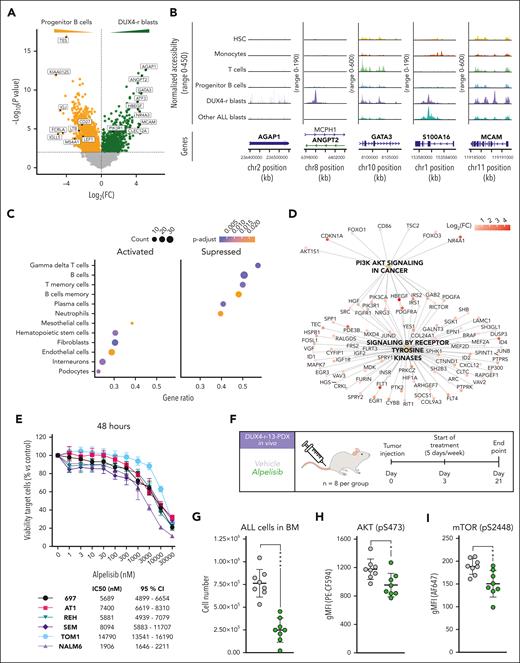 DUX4-r ALL cells are dependent on the PI3K/AKT pathway. (A) Volcano plot representing genes significantly overexpressed in DUX4-r blast cells (green) and normal progenitor B cells (yellow). Top genes based on fold changes are indicated with a label. P value cutoff is 0.01 (B) Chromatin accessibility of the gene regions of AGAP1, ANGPT2, GATA3, S100A16, and MCAM, the top 5 expressed genes based on fold change in DUX4-r blast cells. (C) Top 10 cell-type marker gene sets from GSEA of differentially expressed genes between DUX4-r blast cells and normal progenitor B cells. (D) Network plot visualizing GSEA of reactome pathways when comparing DUX4-r blast cells and progenitor B cells. (E) In vitro viability of BCP-ALL cell lines treated with a selective p110α (PIK3CA) inhibitor, alpelisib, with half-maximal inhibitory concentration (IC50) and 95% CI. (F) Experimental design for in vivo treatment of the DUX4-r-13 PDX sample in immunodeficient mice using alpelisib (35 mg/kg, 5 days on/2 days off for 3 weeks). (G) Number of human DUX4-r blast cells (ALL cells) in the BM after treatment. (H) Phosphorylation of AKT (pS473) in human DUX4-r blast cells in the mouse BM after treatment. (I) Phosphorylation of mammalian target of rapamycin (mTOR) (pS2448) in human DUX4-r blast cells in the mouse BM after treatment. CI, confidence interval.