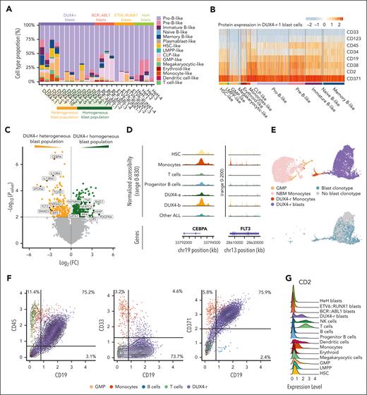 Lineage infidelity with an emphasis toward myeloid lineages detected in the DUX4-r blast population. (A) Cell type classification of the BCP-ALL blast cell population. DUX4-r ALL cases with only a minority of cells classified as pro-B cells (heterogeneous blast population) are grouped together on the left. (B) Cell surface protein expression in the predicted cell types, as determined by scADT-seq within the blast population of DUX4-r-1. (C) Volcano plot representing differentially expressed genes between the blast population of DUX4-r ALL samples with heterogeneous blast population (yellow) and homogeneous blast population (green). The P value cutoff is .01. (D) Chromatin accessibility of the gene regions of FLT3 and CEBPA in monocytes, progenitor B cells, DUX4-a, DUX4-b, and other ALL subtype blast cells (BCR::ABL1+, ETV6::RUNX1+, and HeH ALL). (E) (Upper figure) UMAP visualization of normal GMPs, normal monocytes, monocyte-like blast cells, and lymphoid blast cells from the samples NBM-MNCs and DUX4-r-1, respectively, colored by cell type. (Lower figure) UMAP visualization of GMPs, monocyte-like blast cells, and lymphoid blast cells from the sample DUX4-r-1 only, colored by the presence of the blast cell clonotypic V(D)J rearrangement. (F) Expression of the cell surface markers CD45, CD33, and CD371 vs CD19 on all single cells in the individual case of DUX4-1 ALL, as determined by scADT-seq. Cells are colored by cell type. (G) T-cell–associated cell surface marker CD2 expression on BCP-ALL blast cells and other cell types, as determined by scADT-seq.