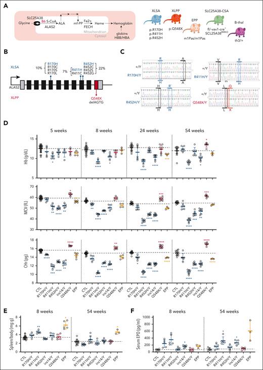 Establishment and characterization of the male erythroid phenotypes of XLSA and XLPP mouse models. (A) Schematic of key erythroid heme biosynthetic substrates and intermediates (left); mouse models used in this study (right). (B) Targeted mutations in the human ALAS2 genomic locus. XLSA mutations are indicated in blue, and XLPP mutations are in red. (C) Chromatograms of targeted mutations, including the protospacer-associated motif (PAM) site silent mutation (in black) that were created in addition to the coding sequence variants introduced (in blue or red). (D) Selected RBC indices for male mice of XLSA, XLPP, and EPP models maintained on conventional rodent chow at ages 5, 8, 24, and 54 weeks. (E) Spleen-to-body mass ratio at ages 8 and 54 weeks. (F) Serum erythropoietin (EPO) at ages 8 and 54 weeks. The dotted line in each panel indicates the average value in control animals. n = 3 to 6 mutants per group; n = 13 to 23 controls. ∗P < .05; ∗∗P < .01; ∗∗∗P < .001; ∗∗∗∗P < .0001, compared with control animals at the same age. B6, pyridoxine; B-thal, beta-thalassemia; CTL, control; CHr, hemoglobin of the reticulocyte; HBA/HBB, hemoglobin α/β; MCV, mean corpuscular volume.