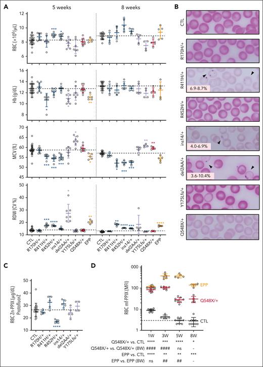 Characterization of the female erythroid phenotypes of XLSA and XLPP mouse models. (A) Selected hematological indices for female control, XLSA, XLPP, and EPP mice maintained on conventional rodent chow at ages 5 and 8 weeks. (B) Representative photomicrographs of Perls iron-stained peripheral blood smears from heterozygous female carriers of XLSA or XLPP alleles at age 8 weeks. Arrows indicate siderocytes. The range of siderocyte frequency is indicated in the lower left of each image. Original magnification, 1000×. (C) RBC Zn-PPIX determined with by hematofluorometry. (D) RBC mf-PPIX MFI determined by flow cytometry. n = 5 to 9 mutant animals per group; n = 18 to 28 control animals. The dotted line in each panel indicates the average value in control animals. ∗P < .05; ∗∗P < .01; ∗∗∗P < .001; ∗∗∗∗P < .0001, compared with control animals at the same age. #P < .05; ##P < .01; ###P < .001; ####P < .0001, compared with the same mutant animals at 8 weeks. CTL, control; MCV, mean corpuscular volume.