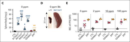 The response to pyridoxine deprivation and supplementation in control XLSA, XLPP, and EPP male mice. Male mice with the designated genotypes were weaned at age 3 weeks onto a synthetic diet containing defined amounts of pyridoxine. (A) Body weight at age 11 weeks (8 weeks on diet) demonstrating growth retardation in animals of most genotypes on a 0-ppm pyridoxine diet. (B) Selected RBC indices of mice of different genotypes fed defined pyridoxine diets for 8 weeks. (C) Spleen-to-body mass ratio of mice of different genotypes fed 0-ppm pyridoxine diet for 8 weeks. (D) Representative spleens of control and p.R411H mice fed a diet with 0 ppm for 8 weeks. (E) RBC mf-PPIX measured by MFI of control, XLPP, and EPP mice fed defined pyridoxine diets for 8 weeks. n = 5 to 7 mutants and n = 9 to 12 control animals per diet. The dotted line in each panel indicates the average value in control animals. ∗P < .05; ∗∗P < .01; ∗∗∗P < .001; ∗∗∗∗P < .0001, compared with control animals at the same time point. #P < .05; ##P < .01; ###P < .001; ####P < .0001, compared with animals of the same genotype on the 10-ppm pyridoxine control diet. B6, pyridoxine; CTL, control; MCV, mean corpuscular volume.