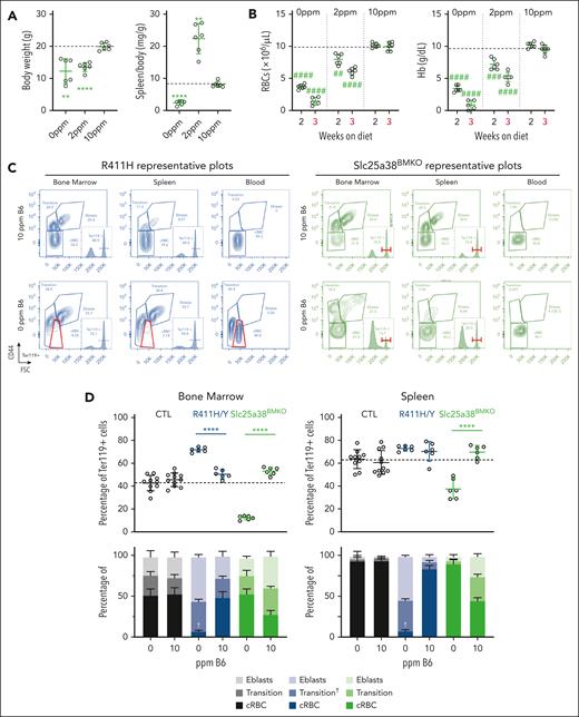 The erythropoietic response to pyridoxine deprivation in Slc25a38BMKO and p.R411H XLSA male mice. Male mice with the designated genotypes were weaned at age 3 weeks onto a synthetic diet containing defined amounts of pyridoxine. The experiment was discontinued after 3 weeks for Slc25a38BMKO due to the severity of the phenotype. (A-B) Body weight and spleen-to-body weight ratios (A) and selected RBC indices (B) of Slc25a38BMKO mice fed defined pyridoxine diets for 3 weeks. (C) Representative flow cytometry plots of erythroid differentiation determined as CD44 expression as a function of FSC in Ter119+ cells in peripheral blood, BM, and spleen in p.R411H and Slc25a38BMKO animals fed diets containing 10- or 0-ppm pyridoxine. (D) Enumeration of erythroid cell (ter119+) populations in control, p.R411H, and Slc25a38BMKO animals fed diets containing 10- or 0-ppm pyridoxine. †Indicates the unique characteristics of the “transitional population” seen in R411H/Y animals. n = 5 to 7 mutants and n = 9 to 12 control animals per diet. All animals are males, except SLC25A38BMKO mice fed 2 ppm, which are a mix of males and females. The dotted line in each panel indicates the average value in control animals. ∗P < .05; ∗∗P < .01; ∗∗∗P < .001; ∗∗∗∗P < .0001, compared with control animals at the same age. #P < .05; ##P < .01; ###P < .001; ####P < .0001, compared with animals of the same genotype on the 10-ppm pyridoxine control diet. B6, pyridoxine; cRBC, circulating red blood cells; CTL, control; Eblasts, erythroblasts.