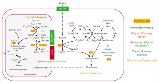 Erythroid heme metabolism and its dependence on glycine and pyridoxine. Glycine is imported into erythroid precursors by the surface transporter SLC6A9 and then into mitochondria by SLC25A38. Serine can readily be converted to glycine in the cytosol and mitochondrion by serine hydroxymethylase 1 (SHMT1) and SHMT2, respectively, which are pyridoxal phosphate-dependent enzymes that provide 1 carbon fragment to convert tetrahydrofolate (THF) to form methylene-THF (CH2-THF), promoting multiple pathways important to erythrocytes, including DNA and glutathione synthesis that require other PLP enzymes. Serine can be transported into mitochondria by members of the sideroflexin (SFXN) family, which may support the synthesis of the heme precursor ALA by ALAS2 by indirectly providing a source of glycine in the absence of SLC25A38. CoA, coenzyme A; GCS, glycine cleavage system; PLP, pyridoxal 5 phosphate or vitamin B6; SAH, S-adenosylhomocysteine hydrolase; SAM, S-adenosyl methionine.