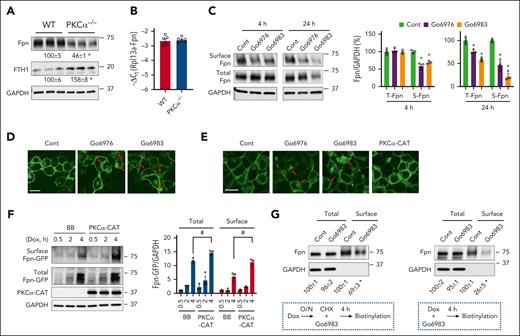 PKCα decreases endocytic membrane targeting and increases exocytotic membrane targeting of Fpn. (A) The protein expression of Fpn and FTH1 was determined in BMDMs from WT and PKCα−/− mice. (B) Fpn mRNA expression was determined in WT and PKCα−/− BMDMs. (C) WT BMDMs were treated for 4 or 24 hours with 5 μM Go6976 or 2 μM Go6983, followed by biotin/streptavidin pulldown of cell surface proteins. The total and surface Fpn were then determined by blotting with anti-mouse Fpn antibody. (D) TRex cells were treated overnight with Dox (100 ng/mL) to induce Fpn-GFP expression, followed by a 2-hour pretreatment with cycloheximide (CHX, 100 μg/mL), an inhibitor of de novo protein synthesis, before treating with Go6976 or Go6983 for 4 hours. Subcellular localization of Fpn-GFP was then assessed by confocal microscopy. Red arrow denotes intracellular Fpn-GFP. (E) TRex cells were transduced with PKCα-CAT, or pretreated with Go6976 or Go6983, before a 4-hour treatment with Dox (1 μg/mL) and confocal imaging. (F) TRex cells transfected with backbone (BB) or PKCα-CAT were treated with Dox (1 μg/mL) for 0.5, 2 or 4 hours. Surface biotinylation was performed, and the total and surface Fpn-GFP expression was determined by blotting with anti-mouse GFP antibody. (G) TRex cells were treated as indicated underneath the blots. Both sets of cells were subjected to surface biotinylation at the end of 4-hour treatment by Go6983 or the control. Data shown are mean ± SEM of 3 independent experiments. ∗P < .01 compared with WT or the control conditions. #P < .05. Bar, 10 μm.