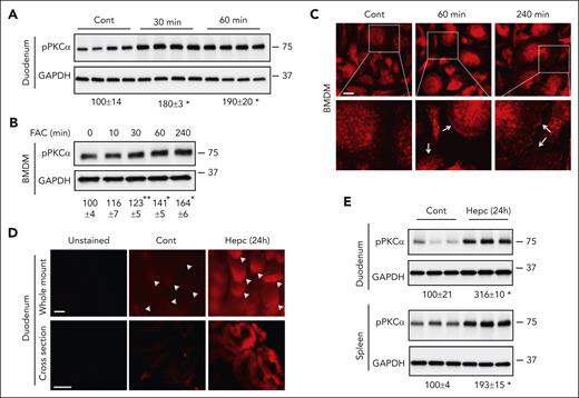 Iron excess increases the phosphorylation and membrane localization of PKCα. (A) WT mice, after 4-hour starvation, received 50 mg/kg FeSO4 via gavage. After the indicated times, mice were euthanized, and villi were isolated for western blotting analysis of the phosphorylation of PKCα (pPKCα) with anti–phosphorylated-PKCα (Thr638) antibody. (B) BMDMs were treated with ferric ammonium citrate (FAC, 200 μM) for the indicated times, and the expression of pPKCα was determined. (C) BMDMs were treated with FAC, and the localization of PKCα was detected by staining with anti-PKCα antibody and then confocal imaging. White arrow, plasma membrane expression of PKCα. WT mice were treated with and without mouse hepcidin (20 μg per mouse) for 24 hours. (D) Labile Fe2+ content was determined in whole-mount duodenal tissue and the cross sections by staining with FerroOrange. White arrowhead, intestinal villous tip. The expression of pPKCα was analyzed in the duodenum and spleen by western blotting (E). Data are expressed as mean ± SEM of 3 independent experiments for panel B. ∗P < .01; and ∗∗P < .05 compared with the untreated controls. Bar, 10 μm for panel C or 100 μm for panel D.