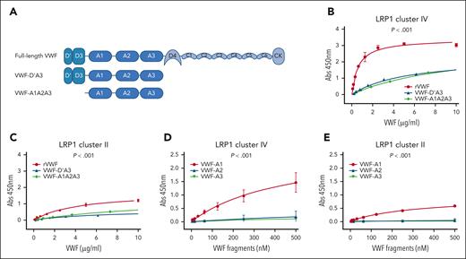 Interaction of VWF domains with LRP1 cluster II and cluster IV. (A) Overview of the recombinant truncated VWF constructs studied. (B) Binding of full-length rVWF (red), VWF-D’A3 (blue), and VWF-A1A2A3 (green) to purified LRP1 cluster IV. (C) Binding of full-length rVWF (red), VWF-D’A3 (blue), and VWF-A1A2A3 (green) to LRP1 cluster II. (D) Binding of individual VWF-A1 (red), VWF-A2 (blue), and VWF-A3 (green) domains to LRP1 cluster IV. (E) Binding of individual VWF-A1 (red), VWF-A2 (blue), and VWF-A3 (green) domains to LRP1 cluster II. Dots represent mean absorbance at 450 nm at corresponding VWF concentrations. Error bars depict standard deviations. P values are outcomes of extra-sum-of-squares F test and compare the binding capacity of different VWF constructs with LRP1 cluster IV or cluster II. Abs, absorbance.