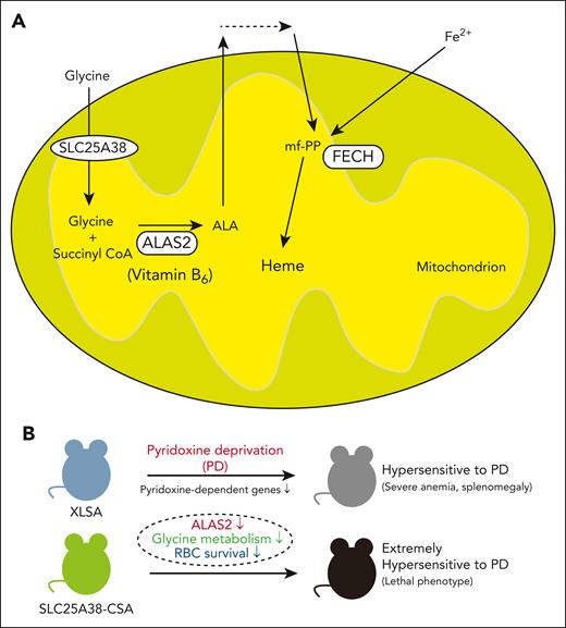 Role of pyridoxine (vitamin B6) in erythroid cells. (A) A schematic representation of the heme biosynthetic pathway in erythroid cells. (B) Effect of pyridoxine deprivation on the phenotype of XLSA and SLC25A38-CSA models. FECH, ferrochelatase; mf-PP, metal-free protoporphyrin IX; PD; pyridoxine deprivation; RBC, red blood cell.