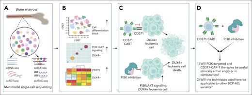 Molecular mechanisms and therapeutic research of BCP-ALL disease. (A) Single-cell sequencing analyzes pediatric BCP-ALL’s molecular mechanisms in leukemia. (B) BCP-ALL blocks cell differentiation and boosts PI3K/AKT and CD371 in DUX4-r. (C) New therapeutic research targeting PI3K and designing CD371 CAR T-cell therapy. (D) Outstanding questions. ADT, antibody-derived tag; ATAC, assay for transposase-accessible chromatin; BCR, B-cell receptor; sc, single cell; seq, sequencing.