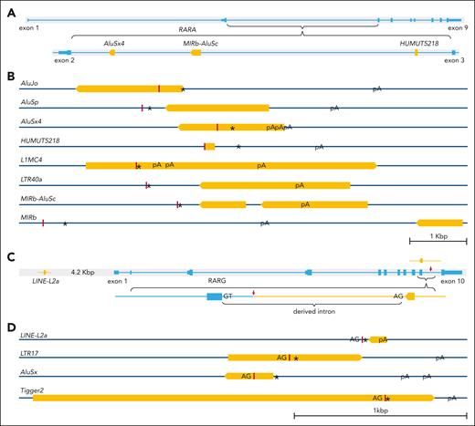 Structural diagram of the genomic location, splicing site, derived stop codon, derived poly(A) signal, and derived intron splicing acceptor of each implicated TE. (A) Structural diagram of the 4 TEs (orange bars) located within RARA (light blue) intron 2. (B) Structure diagram of the relative positions of the splicing site (dark red vertical lines), derived stop codon (∗), and derived poly(A) signal (pA) of each implicated TE in RARA-aAPL cases. (C) Structure diagram of the relative genomic locus of LINE-L2a (orange) and RARG (light blue), the insertion of LINE-L2a in RARG intron 9 (upper), and the derived intron splicing acceptor (AG) signal that pairing with the splicing donor signal (GT) of RARG intron 9 (lower). (D) Structure diagram of the relative positions of the derived intron splicing acceptor (AG), splicing site (dark red vertical lines), stop codon (∗), and poly(A) signal (pA) of each involved TE. Orange bars are displayed proportionally according to their length, and the pointed end shows their orientation in the genome, with a scale bar marking 1 kilobase.