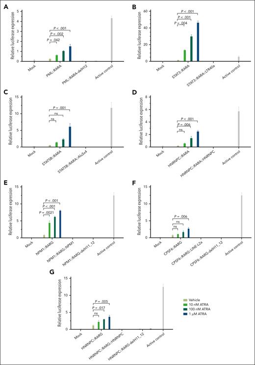 The response of chimeric proteins to ATRA. (A) PML::RARA, bipartite PML::RARA fusion with intact LBD. PML::RARA-delH12, simulated PML::RARA fusion with artificial truncation of LBD helices 12 (LBD-H12) without a 3′ fusion partner. (B) STAT3::RARA, simulated bipartite STAT3::RARA fusion with intact LBD. STAT3::RARA::LTR40a, tripartite STAT3::RARA::LTR40a fusion as identified in index case A1. (C) STAT5B::RARA, simulated bipartite STAT5B::RARA fusion with intact LBD. STAT5B::RARA::AluSx4, tripartite STAT5B::RARA::AluSx4 fusion as identified in case A8. (D) HNRNPC::RARA, simulated bipartite HNRNPC::RARA fusion with intact LBD. HNRNPC::RARA::HNRNPC, tripartite HNRNPC::RARA::HNRNPC fusion as identified in case A11. (E) NPM1::RARG, simulated bipartite NPM1::RARG fusion with intact LBD. NPM1::RARG::NPM1, tripartite NPM1::RARG::NPM1 fusion as identified in index case G1. NPM1::RARG-delH11_12, simulated NPM1::RARG fusion with artificial truncation of LBD-H11_12 without a 3′ fusion partner. (F) CPSF6::RARG, simulated bipartite CPSF6::RARG fusion with intact LBD. CPSF6::RARG::LINE-L2a, tripartite CPSF6::RARG::LINE-L2a fusion as identified in case G9. CPSF6::RARG-delH11_12, simulated CPSF6::RARG fusion with artificial truncation of LBD-H11_H12 without a 3′ fusion partner. (G) HNRNPC::RARG, simulated bipartite HNRNPC::RARG fusion with intact LBD. HNRNPC::RARG::HNRNPC, tripartite HNRNPC::RARG::HNRNPC fusion as in case G3. HNRNPC::RARG-delH11_12, simulated HNRNPC::RARG fusion with artificial truncation of LBD-H11_H12 without a 3′ fusion partner. These results demonstrate that all bipartite chimeric proteins with intact LBD exhibit a dose-dependent response to ATRA, whereas those with LBD-H11_12/H12 truncation displayed minimal to no response. The experiments were performed using a GAL4-UAS reporter system and 293T cell line. Results are presented as the mean ± standard deviation of 3 biological replicates. Statistical analysis was performed using analysis of variance with Tukey correction for multiple comparisons. A representative experiment out of 3 with similar results is displayed.