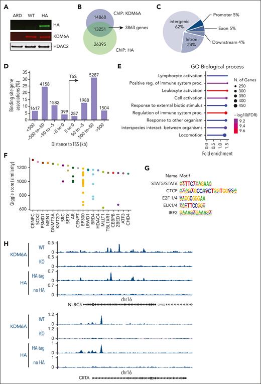 KDM6A binding sites in myeloma cell lines. (A) Immunoblot showing the detection of KDM6A by an HA antibody in ARP-1 cells in which both alleles of endogenous KDM6A were HA tagged using CRISPR-Cas9 gene editing. ARD is a KDM6A-negative control cell line. (B) Overlap of KDM6A binding sites detected by chromatin precipitation of an HA-tagged ARP-1 cell line with anti-HA or anti-KDM6A antibodies. (C) Distribution of KDM6A binding sites in the annotated regions of the genome in the ARP-1 cell line. (D) Distance and orientation between KDM6A binding regions and their closest genes. (E) Dot plot visualization of gene ontology (GO) biological process enrichment analyses of KDM6A-bound genes using the GoShiny v0.77 tool. The size of the dots reflects the number of genes, the length of the line indicates fold enrichment, and color scale indicates false discovery rate. (F) Similarity of KDM6A binding pattern with those of transcription factors found in the Cistrome database (top 20). Each dot represents a different ChIP experiment. (G) Hypergeometric optimization of motif enrichment (HOMER)–identified enriched transcription factor binding motif within regions bound by KDM6A as identified both by KDM6A and HA antibody in ARP-1 cells expressing HA-tagged KDM6A. (H) Genome browser view of the CIITA and NLRC5 locus in ARP-1 cell line replete or knocked out or KO for KDM6A. FDR, false discovery rate; TSS, transcriptional start site.