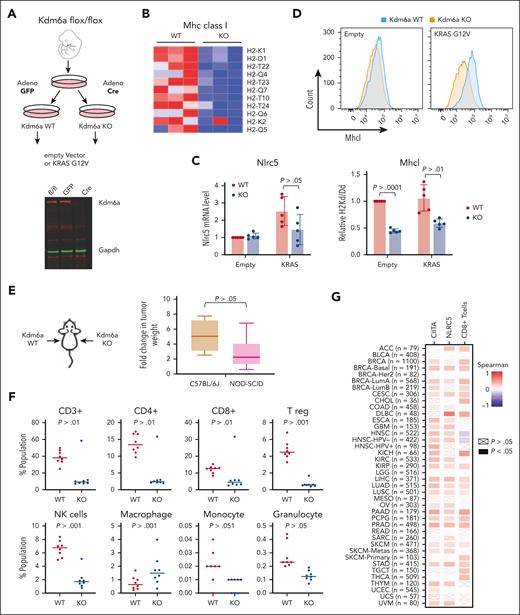 KDM6A depletion decreases MHC I expression in MEFs and decreases tumor immunogenicity in vivo. (A) Schematic of the protocol used to develop isogenic Kdm6a KO MEF from a C57BL/6J mouse homozygous for an allele of Kdm6a in which exon 3 was flanked with LoxP sites. (B) Heat map of z score for all expressed MHC I genes in Kdm6a WT and KO MEF. (C) Nlrc5 mRNA analysis by qPCR normalized to GAPDH (5 biological replicates; ± SD. Mann-Whitney t test). (D) Flow cytometry analysis of H-2kb in Kdm6a WT or KO MEFs (upper panel). MFI quantification of H-2kb surface expression from upper panel (5 biological replicates; ± SD, Mann-Whitney t test) (lower panel). (E) K-Ras-transformed WT and Kdm6a KO MEFs were injected into left and right flanks respectively of C57BL/6J and NOD-SCID mice and tumors excised and weighed after 3 weeks. The ratio of tumor weights from animal injected with Kdm6a-replete or Kdm6a-deficient K-Ras-transformed fibroblasts was calculated in immunocompetent C57BL/6J and immunodeficient NOD-SCID mice (8 biological replicates; ± SD, Mann-Whitney t test). (F) Flow cytometry quantifications of T cell, NK cells, and macrophage populations in the tumors isolated in panel E. (G) Spearman correlation between KDM6A and NLRC5 or CIITA gene expression and CD8+ T-cell infiltration in tumors isolated from various human cancers and correlation between KDM6A expression and T cell infiltrates as determined using Cistrome TIMER 2.0.36