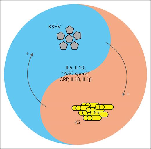 Schema highlighting the interaction between inflammation, the virus, and the cancer. ASC, apoptosis-associated speck-like protein containing a CARD; CRP, C-reactive protein.