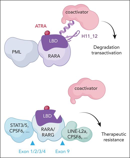 RAR fusions in classical and atypical APL response to ATRA therapy. (Top) Classic PML::RARA responds to ATRA therapy. ATRA binds the ligand binding domain (LBD), inducing a conformational change, coactivator recruitment, transactivation, and fusion protein degradation. (Bottom) The various tripartite RARA or RARG fusions with LBD-H11_12 truncations fail to bind coactivators, leading to ATRA resistance. Examples of N- or C-terminal sequences, as well as positions of the junctions, are shown.