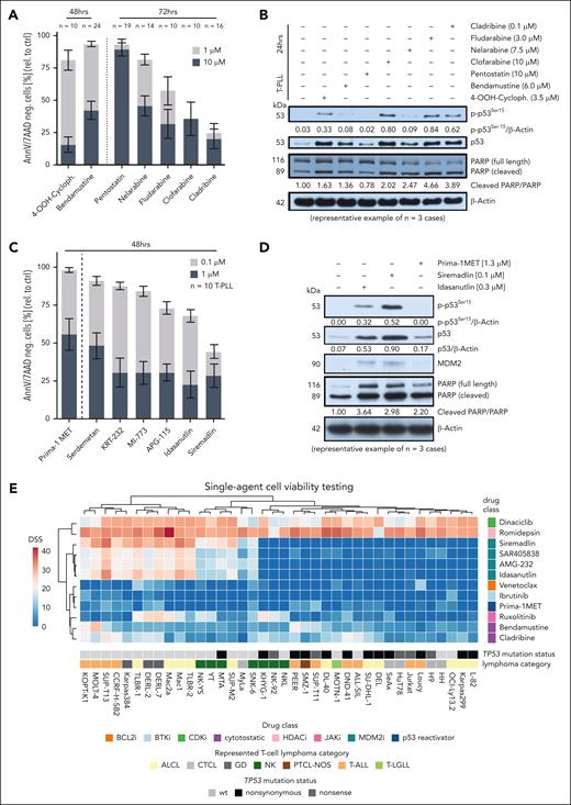 Cladribine and inhibitors of MDM2 lead to activation of p53 and subsequent cell death in primary T-PLL cells. (A) Bar chart showing the viability of primary T-PLL cells after treatment with the alkylating agents 4-OOH-cyclophosphamide (n = 10) and bendamustine (n = 24) for 48 hours and the purine analogs pentostatin (n = 19), nelarabine (n = 14), fludarabine (n = 10), clofarabine (n = 10), and cladribine (n = 16) for 72 hours (means with SEM). After thawing, 1 × 106 T-PLL cells/mL were cultured in the presence of 1 μM or 10 μM of indicated substances. Cladribine was most effective in reducing T-PLL cell viability (eg, viability at 1 μM = 24.4% ± 7.7%). (B) P53 phosphorylation and PARP cleavage upon treatment with cladribine, fludarabine, nelarabine, bendamustine, 4-OOH-cyclophosphamide (all at LD50 concentrations), pentostatin, and clofarabine (10 μM each) for 24 hours. An exemplary immunoblot of 1 primary T-PLL sample of 3 cases is presented. Densitometric quantification of phosphorylation was performed relative to the untreated condition based on the expression of the housekeeping protein β-actin; quantification of cPARP included correction for expression of the uncleaved protein. Phospho-activation of P53 was highest after exposure to cladribine, fludarabine, and clofarabine. (C) Bar chart showing the viability of primary T-PLL cells after treatment with the direct p53 reactivator Prima-1MET and the MDM2 inhibitors serdemetan, MI-773, KRT-232, APG-115, idasanutlin, and siremadlin (mean with SEM). After thawing, 1 × 106 T-PLL cells per mL were treated with 0.1 μM and 1 μM of indicated substances for 48 hours. Idasanutlin (viability at 0.1 μM = 67.8% ± 4.1%) and siremadlin (viability at 0.1 μM = 44.3% ± 4.6%) were most effective. (D) P53 phosphorylation, PARP cleavage, and MDM2 protein expression upon treatment with the direct p53 reactivator Prima-1MET and the MDM2 inhibitors idasanutlin and siremadlin using LD50 concentrations. An exemplary immunoblot of 1 primary T-PLL sample of 3 cases is presented. Densitometric quantifications as in panel B. Induction of phospho-p53, cleavage of PARP, and expression of MDM2 was highest after exposure to idasanutlin and siremadlin. In the experiments of panel A-D, apoptotic cells were quantified by flow cytometric analysis of differential annexin V (AnnV)/7AAD staining. (E) A total of 38 T-cell leukemia/lymphoma lines, representing 7 entities, including anaplastic large cell lymphoma (ALCL; yellow), cutaneous T-cell lymphoma (CTCL; light gray), γδ-T-cell (GD; dark gray), NK-cell (dark green), peripheral T-cell lymphoma not-otherwise-specified (PTCL-NOS; brown), T-cell acute lymphoblastic leukemia (T-ALL; orange), and T-large granular lymphocytic leukemia (T-LGLL; light green) were subjected to single-agent cell-viability testing. The screening included multiple drugs (rows) assigned to specific classes (see corresponding color codes) such as 4 MDM2 inhibitors and others. Incubation of 1 × 105 cells per mL in 25 μL medium ± drug was done for 72 hours. Cell viability was assessed by CTG luminescent assays. Cell line–specific DSSs (red, higher efficacy; blue, lower) were calculated. Unsupervised hierarchical clustering revealed 2 distinct groups of cell lines, predominantly aligned with their TP53 mutation status, implicating a link between TP53 mutations and resistance to MDM2 inhibition. See supplemental Figure 4 for quantification of immunoblots on T-PLL cases, as well as for data on phosphorylation of p53 and PARP cleavage in TP53 WT vs mutated cell lines upon idasanutlin treatment. BTKi, Bruton tyrosine kinase inhibitor; ctrl, control; Cycloph., cyclophosphamide; NK, natural killer; rel., relative; WT, wild-type.