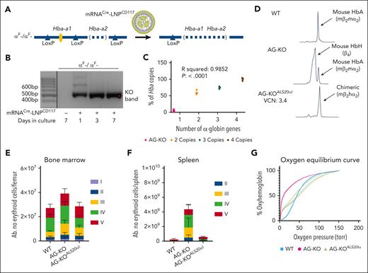 Characterization of WT, Hba-a1Fl/Fl/Hba-a2KO/KO + mRNACre-LNPCD117 (AG-KO), and HSC Hba-a1Fl/Fl/Hba-a2KO/KO + mRNACre-LNPCD117 + ALS20αI (AG-KOALS20αI) transplant recipients. (A) Scheme showing the Cre-mediated excision of Hba-a1 after administration of mRNACre-LNPCD117. Although administration of mRNACreLNPCD117 offers impressive in vivo recombination, we opted for in vitro treatment and engraftment of isolated lin− cells to ensure the near total gene deletion. (B) Agarose gels showing the deletion of the Hba-a1 (αF) genes in cells collected and kept in vitro after lin− cell collection. Amplification after recombination results in a 496-base pair (bp) product, whereas the absence of recombination (no cells exposed to LNP) does not produce an amplification because of size constraints. The deletion was observed after treatment with mRNACre-LNPCD117 and keeping the cells in culture, as indicated. Only relevant lanes are shown; the full gel is shown in supplemental Figure 37. The black line separates 2 different sections of the gel. (C) Levels of endogenous genomic mouse Hba (Hba-a1 + Hba-a2), after treatment with mRNACre-LNPCD117 measured by droplet digital polymerase chain reaction (ddPCR). The ddPCR assay amplifies any remaining intact genomic α-globin gene, either Hba-a1 or Hba-a2. The residual genomic α-globin amplification in AG-KO level mice is compared with nonrecombined WT control (4 copies of the α-globin genes) and mice carrying 3 or 2 copies of the α-globin genes, shown as a percentage. The WT is set to 100% by default. (D) Cation-exchange HPLC chromatograms of WT, AG-KO, and AG-KOALS20αI mice that received transplantation were analyzed. Absolute counts of erythroblasts in the BM (E) and the spleen (F) include proerythroblasts (I, in purple), basophilic erythroblasts (II, in blue), polychromatic erythroblasts (III, in yellow), orthochromatic erythroblasts and reticulocytes (IV, in green), and RBC (V, in red). Significance was assessed by ordinary 2-way analysis of variance (ANOVA) using Tukey multiple comparisons test (n = 4-6; test described in supplemental Table 1). (G) Oxygen equilibrium curves of WT and AG-KO mice, as well as AG-KOALS20αI with VCN in the range of 1.1 to 2.9, values were extrapolated using the method described in supplementary Materials, in “Oxygen binding affinity.”