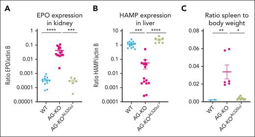 Evaluation of gene expression and spleen-to-body weight ratios in WT, AG-KO, and AG-KOALS20αIrecipients. (A) EPO gene expression was measured in kidney tissue of WT (n = 12), AG-KO (n = 14), and AG-KOALS20αI (n = 7) animals. (B) Hepcidin (HAMP) gene expression was measured in liver tissue of WT (n = 12), AG-KO (n = 14), and AG-KOALS20αI (n = 6) animals. (C) Ratio of the spleen-to-body weight measured in WT (n = 2), AG-KO (n = 6), and AG-KOALS20αI (n = 7). The mean and standard error of the mean are indicated. Significant differences between groups were measured using a Kruskal-Wallis test with Dunns multiple comparisons test: ∗P ≤ .05; ∗∗P ≤ .01; ∗∗∗P ≤ .001; ∗∗∗∗P ≤ .0001.