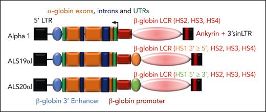 Schematic diagrams of lentiviral vectors expressing the human α-globin gene. Vectors differ in the inclusion and orientation of core sequences of the DNase I hypersensitive sites (HS) of the β-globin locus control region (LCR) but maintain the same short β-globin promoter, 3′ enhancer, and untranslated regions (UTRs). These vectors also use a 3′ self-inactivating LTR (sinLTR) that includes an Ankyrin insulator element and HBA2 genomic sequence. All vectors include HS2, HS3, and HS4 of the β-globin LCR. In addition, ALS19αI includes HS1 (in 3′→5′ orientation), whereas ALS20αI includes HS1 (in 3′→5′ orientation).