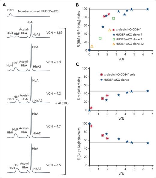 Evaluation of the effect of ALS20αI transduction on α-globin–KO cells. (A) Chromatograms from cation-exchange HPLC of hemolysates from nontransduced and ALS20αI–transduced HUDEP-αKO cells (clone 9). In nontransduced HUDEP-αKO cells, only a single peak corresponding to HbH (β4) is visible, because of the lack of all α-globin chains. After transduction, HbA (α2β2) and HbF (α2γ2) peaks become visible, whereas HbH decreases. (B) Correlation between VCN and percent HbA + HbF + HbA2 tetramers in HUDEP-αKO clones and α-globin-KO CD34+–derived erythroid cells. (C) Correlation between VCN and percent α-globin chains (top); correlation between VCN and percent single β-globin-like chains (β + γ + δ; bottom) detected by reversed-phase HPLC in hemolysates from terminally differentiated primary α-KO CD34+ cells or immortalized HUDEP-αKO erythroblast untreated or treated with ALS20αI. Gray bars represent values in healthy human erythroblasts. The values normalize at VCN of ∼4 for both α-globin–KO CD34+ and HUDEP-αKO cells, indicating that 1 copy of ALS20αI can generate as many α-globin chains as 1 endogenous α-globin gene.