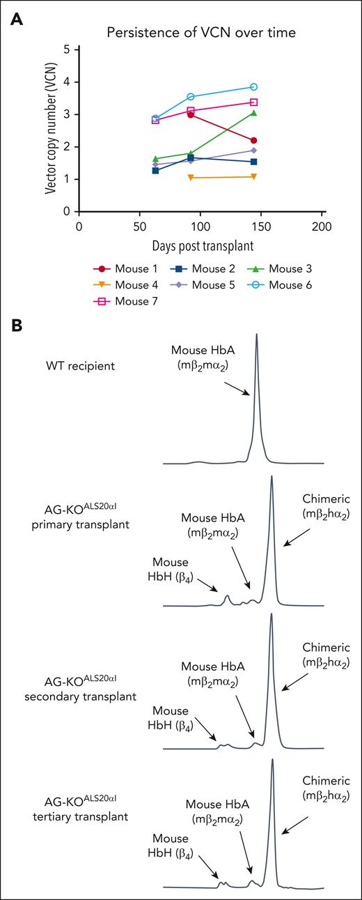 Stable engraftment and expression of human α-globin protein in primary, secondary, and tertiary transplanted mice. (A) The VCN was measured via ddPCR analysis of genomic DNA (gDNA) from AG-KOALS20αI mice. gDNA for the first 2 time points was isolated from the peripheral blood, whereas gDNA from the final time point was isolated from the BM. Each point represents a single mouse. (B) Cation-exchange HPLC analysis of RBC lysate collected from primary, secondary, and tertiary transplanted AG-KOALS20αI mice. This analysis indicated that ALS20αI transduced long-term HSC, and its expression is stable over time.