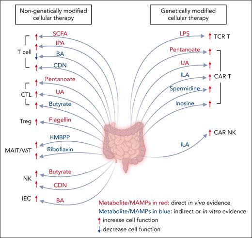 The role of microbe-associated molecular patterns and microbial metabolites on target cells for cellular therapy. The intestinal microbiota generates microbe-associated molecular patterns and metabolites, both of which play a pivotal role in modulating the functionality of immune cells as well as IECs, thereby influencing the outcome of cellular therapy. CDN, cyclic dinucleotides; ILA, indole-3-lactic acid; IPA, indole-3-propionic acid. Figure created with BioRender.com.