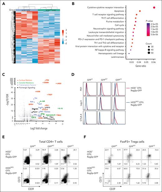 RBC autoreactive RTE tolerization involves checkpoint molecules and Tregs. CD4+ T cells from 10- to 12-week-old HODxOTII F1 mice were sorted for RNAseq. (A) Heat map representing differences of transcript expression in CD4+ T cells from autoreactive HOD+OTII+ mice (blue) and littermate control HODNEGOTII+ mice (green; n = 4 per genotype). (B) Dot plot showing pathway enrichment from differential gene expression analysis. Dot size represents the number of genes in each pathway; red to blue scale of P values indicates red < purple < blue. (C) Plot representing upregulated transcripts in CD4+ T cells from autoreactive HOD+OTII+, compared with littermate control HODNEGOTII+ mice. Transcripts are grouped in colors: those associated with anergy and/or exhaustion (red), immunosuppressive cytokines (green), Tregs (blue), and purinergic signaling (black). Data are combined from 4 mice of each genotype. (D) Representative histograms of checkpoint molecules PD1, Lag-3, and CTLA-4 expression on CD4+ T cells from HOD+OTII.Rag2p-GFP (red) and littermate control HODNEGOTII.Rag2p-GFP (blue) mice. CD4+ T cells from HOD+OTII.Rag2p-GFP and HODNEGOTII.Rag2p-GFP mice were sorted based on GFP expression, an indirect measure of T-cell age: GFPHI (ie, RTEs) on the left, GFPINT in the middle, and GFPLO (ie, mature naïve T cells) on the right. (E-F) Expression of CD73 and CD39 on (E) total CD4+Vα2+Vβ5+ OTII T cells and on (F) CD4+FoxP3+CD25+Vα2+Vβ5+ Tregs from HOD+OTII.Rag2p-GFP (top row) and HODNEGOTII.Rag2p-GFP (bottom row). Data in panels D-E are representative of 3 mice per group and 3 independent experiments.