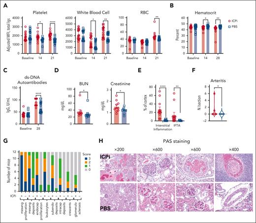 ICPi accelerates autoantibody production and lupus erythematosus onset in young NZB mice. NZB mice (6-week-old females) were treated with ICPi (red) or PBS (blue) for 28 days. (A) Autoantibodies bound to peripheral CD41+ platelets, CD45+ white blood cells, and Ter119+ RBCs were assessed before and during ICPi treatment with a direct antiglobulin test by staining with anti-mouse Igs APC. (B) Hematocrit was evaluated before, during (at 14 days), and at the cessation of ICPi treatment (at 28 days). (C-D) Serum was collected to quantify double-stranded DNA (dsDNA) autoantibodies by enzyme-linked immunosorbent assay (ELISA) at ICPi treatment cessation (C) and blood urea nitrogen (BUN) and creatinine at the time of euthanasia (ie, 3 months after treatment cessation) (D). Kidneys from ICPi- and PBS-treated NZB mice were collected, formalin fixed, and paraffin embedded. Histologic findings in periodic acid–Schiff (PAS)-stained coronal kidney sections were analyzed. (E-F) Percent of total cortical parenchyma with interstitial inflammation, interstitial fibrosis/tubular atrophy (IFTA) (E), and the number of arteritis lesions per tissue section (F) was calculated. (G) Glomerular features including mesangial hypercellularity, mesangial deposits, endocapillary hypercellularity, leukocyte infiltration, subendoethlial and intracapillary deposits, crescents, and glomerulosclerosis were graded semiquantitatively on a scale of 0 to 3+ (0, absent; 1+, involving 1%-25% glomeruli; 2+, involving 26%-50% glomeruli; 3+, involving >50% glomeruli per coronal section of kidney containing >150 glomeruli per mouse). (H) Representative histologic PAS-stained kidney sections are shown. Data are cumulative from 2 independent experiments with 10 mice per group. Statistical significance was determined by Mann-Whitney test or repeated measures 2-way ANOVA with Sidak multiple comparisons test: ∗P < .05; ∗∗P < .01; ∗∗∗∗P < .0001. IgG, immunoglobulin G.