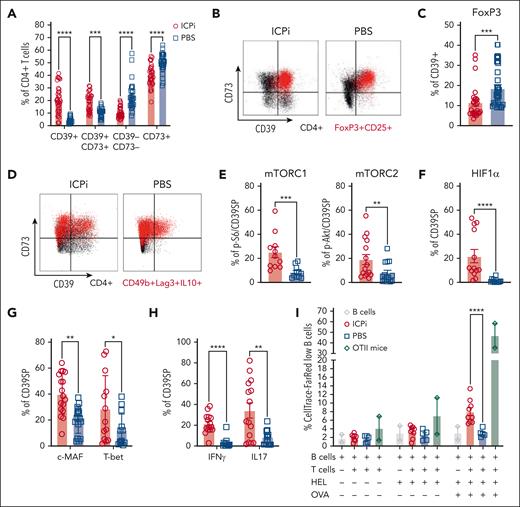 CD39SP exhibits a proinflammatory TH phenotype and stimulates B-cell proliferation. Spleens from ICPi- (red) and PBS-treated (blue) young (aged 2-3 months) HOD+OTII+ mice were collected 14 days after treatment and CD4 enriched. (A) Frequency of T cells expressing purinergic signaling molecules CD39 and CD73. (B) Representative flow plots of expression of CD39 and CD73 on total CD4+Vα2+Vβ5+ OTII T cells (black) and CD4+ FoxP3+CD25+Vα2+Vβ5+ Tregs (red) are shown. (C) Frequency of CD39+ CD4+ T cells expressing FoxP3. (D) Representative flow plots of expression of CD39 and CD73 on CD4+Vα2+Vβ5+ OTII T cells (black) and CD49b+Lag3+IL10+ Tr1 Tregs (red). These data show that CD39+ do not express Treg markers and will be defined phenotypically as CD4+CD39+CD73–FoxP3–CD25– and referred to as CD39SP. (E-H) The frequencies of CD39SP that stained positive for (E) p-S6 and p-Akt, markers of mTOR complexes 1 and 2 activation, (F) HIF1α hypoxia transcription factor, (G) transcription factors c-MAF and T-bet, and (H) proinflammatory cytokines IFN-γ and IL-17 were determined. (I) CD39SP were sorted from ICPi- (red) and PBS-treated (blue) animals and cocultured with B cells at 1:2 ratio, previously labeled with CellTrace-FR and stimulated with HEL or HEL + OVA. CellTrace-FR dilution as measure of B-cell proliferation was assessed 3 days after stimulation. CD4+ T cells enriched from OTII mice (green) were used as a positive control. Data presented in panels A-H are cumulative from 4 to 5 independent experiments with 3 to 4 mice per group. Data shown in panel I are cumulative of 2 independent experiments with 4 to 5 mice per group. Statistical significance was determined by 2-way ANOVA with Sidak posttest and Mann-Whitney test: ∗P < .05; ∗∗P < .01; ∗∗∗P < .001; ∗∗∗∗P < .0001. HIF1α, hypoxia inducible factor 1 subunit α; mTORC, mammalian target of rapamycin complex.
