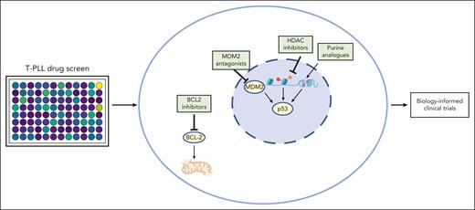 A comprehensive drug screen identifies the most potent therapeutic combinations in T-PLL. Different combinations of MDM2 antagonists, HDAC inhibitors, BCL-2 inhibitors, and purine analogues exert a potent cytotoxic effect in T-PLL with the potential to improve patients’ outcomes.