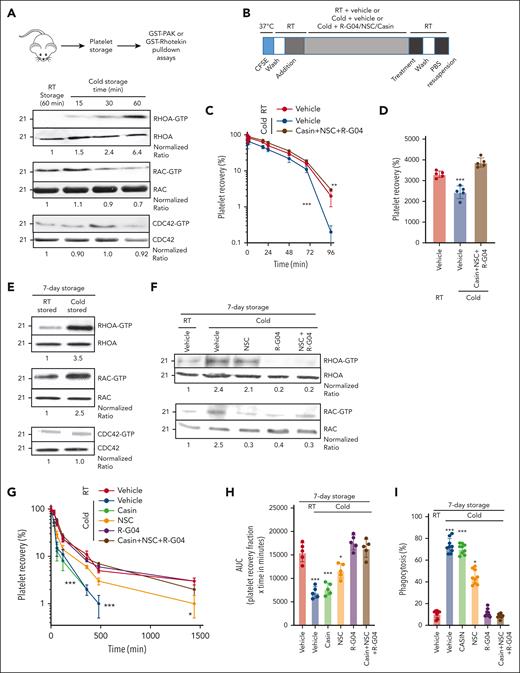 Murine cold-stored platelets exhibit induced RHOA activation upon cold storage and reduced survival upon congenic infusion, whereas RHOA inhibitors reduce RHOA activity in cold-stored human platelets. (A) Schematic experimental design for pulldown assay with murine platelets (top); representative example of effector binding pulldown assays on murine platelets stored in different conditions (bottom). Murine platelets were isolated and stored at 4°C for indicated time points. Pulldown assays were performed using glutathione S-transferase (GST)–rhotekin domain bound beads to pull down RHOA-guanosine triphosphate (GTP) and GST-PAK beads to pull down RAC-GTP and CDC42-GTP. Pooled platelets from 3 mice were used per group. Two independent experiments were performed. (B) Schematic experimental design for congenic transfusion of murine platelet for in vivo survival analysis. (C) Blood platelet survival in unconditioned C57BL/6 mice transfused with platelets stored for 3.5 hours at RT or cold temperature; 3 × 108 congenic platelets were transfused per mouse. RT + vehicle stored platelets, cold + vehicle, and cold + R-G04/NSC/CASIN treatment groups are depicted. A minimum of 10 mice per group in 2 independent experiments were analyzed. Representative example of 2 independent experiments with similar results. (D) Area under the curve (AUC) of data depicted in panel C. (E) Representative example of pulldown assays using either rhotekin beads or GST-PAK beads with lysates prepared from 1 × 108 platelets per group from human RT-stored or cold-stored platelets for 7 days. Quantification was done using image densitometry. (F) Representative example of 2 independent experiments for pulldown assays using either GST-rhotekin beads or GST-PAK beads with lysates prepared from 1 × 108 platelets per group from human RT-stored or cold-stored platelets for 7 days in PAS-3M/plasma with or without G04 (75 μM) and NSC (30 μM) treatment. Density quantification was performed using ImageJ software and ratios were calculated after normalization of the RT-vehicle control. (G) Recovery of 7-day stored human platelets transfused to clodronate-treated, sublethally irradiated thrombocytopenic NSG immunodeficient mice. Data depict results from a minimum of 3 mice per group, in each of the 3 independent experiments. (H) AUC of data depicted in panel G. (I) Cold-stored platelet phagocytosis by phorbol 12-myristate 13-acetate–activated THP-1 cells is prevented by G04 in 7-day stored human platelets. Data were reproduced in at least 3 independent experiments performed in triplicate. ∗P < .05; ∗∗P < .01; ∗∗∗P < .001.
