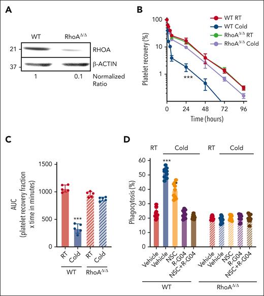 RHOA deficiency prevents platelet clearance in vivo and in vitro. (A) Representative example of immunoblot analysis of RHOA expression after polyI:C treatment. Density quantification was performed using ImageJ software, and ratios were calculated after normalization of the RT-vehicle control. (B) In vivo platelet survival of cold-stored murine platelets in vitro either from wild-type (WT) or RHOA-deficient mice. Two independent experiments with 5 mice per group. (C) AUC of data depicted in panel B. (D) Macrophage-dependent in vitro phagocytosis assay using either WT or RhoAΔ/Δ murine cold-stored platelets. Three independent experiments were performed in triplicate. ∗P < .05; ∗∗∗P < .001.