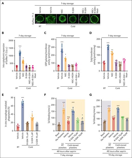 RHOA and RAC1 inhibition prevent the cold-induced mislocalization of glycosylation enzymes. (A) Representative example of confocal microscopy images of platelets stained with anti-GalNACT1-3 and a secondary antibody conjugated to fluorescein isothiocyanate (FITC). Magnification bar = 1 μm. (B) Quantification of intracytoplasmic expression of GalNac T1-3. A minimum of 20 platelets from each group was analyzed and averaged from 2 independent experiments. (C) Measurement of UDP-galactosyltransferase and (D) syalyl transferase activities in lipid raft/endocytic microdomains, which were not present in either RHOA or RAC1 inhibited cold-stored platelets. Three independent experiments with triplicates in each group were performed. (E) Cold-stored platelet phagocytosis by phorbol 12-myristate 13-acetate–activated THP-1 cells is prevented by S-G04 in 7-day stored human platelets. Three independent experiments with triplicates in each group were performed. (F-G) NSG mice were pretreated with clodronate to deplete the macrophages, sublethally irradiated to induce moderate thrombocytopenia, and 3 × 109 platelets were stored for 7 (F) or 10 (G) days and infused at 24 hours after aspirin administration. Tail bleeding analysis was done at 6 hours after the platelet infusion. In vitro experiments were run in triplicate in 3 independent experiments. In vivo experiments included a minimum of 5 mice per group in 2 independent experiments. ∗P < .05; ∗∗P < .01; ∗∗∗P < .001.