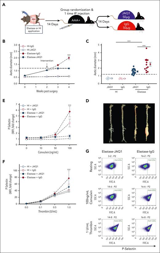 GPVI blockade via intervention with JAQ1 antibody mitigates elastase AAA expansion. (A) Study schematic. Male Ldlr−/− mice (aged 8-10 weeks) underwent laparotomy and elastase (5 μL of 10 mg/mL porcine pancreatic elastase; closed circles) or HI elastase (open circles) as sham was applied to the adventitia of infrarenal aorta for 5 minutes to initiate AAA. At 14 days after laparotomy, mice were blindly randomized while normalized for aortic diameter and given either a 1-time IP injection of 50-μg JAQ1 antibody (n = 16, blue) or 50-μg IgG control (n = 13, red). After another 14 days, mice were euthanized, final aortic diameter was measured ex vivo, and tissues were harvested for further analysis. (B) Intraluminal aortic diameters measured by weekly ultrasound (∗∗∗P < .001, elastase-IgG vs elastase-JAQ1 by 3-way ANOVA with Holm-Sidak post hoc analysis). (C) Aortic diameters in JAQ1-treated vs control-treated mice measured ex vivo 28 days after elastase surgery (∗∗∗P < .001, elastase vs HI and elastase-IgG vs elastase-JAQ1 by 2-way ANOVA with Holm-Sidak post hoc analysis). (D) Representative images of aortas ex vivo from the indicated groups. Platelet activation measured 14 days after IgG or JAQ1 antibody intervention indicated by surface P-selectin (FITC) levels in response to varying doses of the GPVI specific agonist convulxin (E) or thrombin (F) in JAQ1 vs IgG-treated mice measured by flow cytometry (n = 4-6 per group). As expected, a significant reduction in convulxin-mediated (E) activation was observed in platelets isolated from mice treated with JAQ1 antibody (P < .001, for the interaction between intervention and platelet treatment assessed by 3-way ANOVA; ∗∗∗P < .001, between JAQ1 and IgG by Holm-Sidak post hoc analysis). (F) In response to thrombin, a significant increase in platelet activation was observed in mice with a AAA (closed circles) compared with mice without a AAA (open circles) (P = .024, for the interaction between AAA status and platelet treatment assessed by 3-way ANOVA; ∗∗∗P <.001, for comparison of surgery within 1 U/mL thrombin treatment by Holm-Sidak post hoc analysis). No significant effect of JAQ1 intervention on thrombin mediate platelet activation was noted (P = .140, for the interaction between intervention and platelet treatment). (G) Representative flow cytometry scatterplots from the indicated conditions. Data are represented as individual data points or mean ± SEM. FITC, fluorescein isothiocyanate; IP, intraperitoneal.