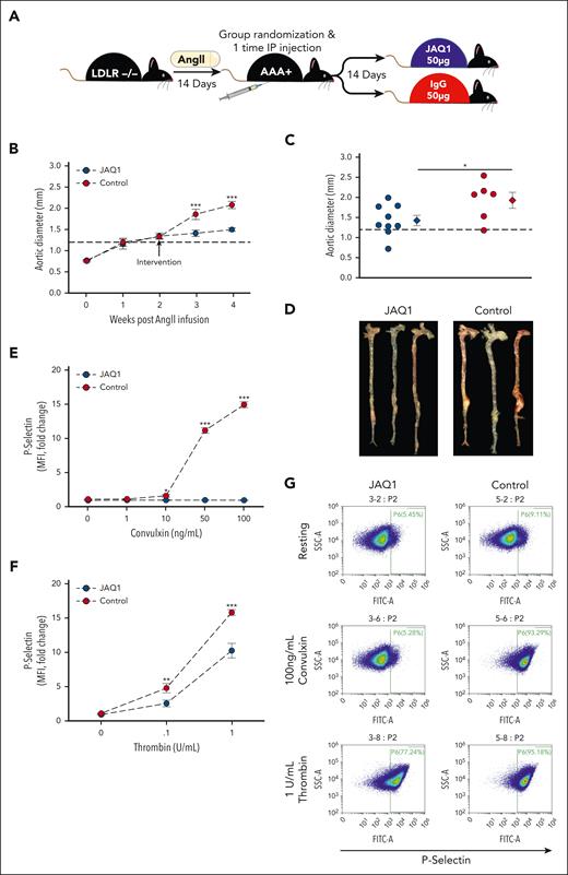 GPVI blockade via intervention with JAQ1 antibody blunts AngII–induced AAA expansion and rupture-induced death. (A) Study schematic. Male Ldlr−/− mice (aged 8-10 weeks) were infused with AngII (1000 ng/kg per day) via osmotic pump implantation. After 14 days of AngII infusion, mice were blindly randomized into 2 groups of controlled for aortic diameter and given either a 1-time IP injection of 50-μg JAQ1 antibody (n = 9) or 50-μg IgG control (n = 9). After another 14 days, mice were euthanized, final aortic diameter was measured ex vivo, and tissues were harvested for further analysis. (B) Intraluminal aortic diameters measured by weekly ultrasound (∗∗∗P < .001, JAQ1 vs control by 2-way repeated measures ANOVA). (C) Aortic diameters in JAQ1-treated vs control-treated mice measured ex vivo 28 days after AngII infusion (∗P = .045 by Student t test). (D) Representative images of aortas ex vivo from the indicated groups. Platelet activation measured 14 days after JAQ1 or IgG antibody intervention indicated by surface P-selectin (FITC) levels in response to varying doses of the GPVI specific agonist convulxin (E) or thrombin (F) in JAQ1-treated vs control mice measured flow cytometry (n = 6 per group; ∗P = .032; ∗∗P = .01; ∗∗∗P < .001, JAQ1 vs control by 2-way ANOVA). (G) Representative flow cytometry scatterplots from the indicated conditions. Data are represented as individual data points or mean ± SEM. IP, intraperitoneal.