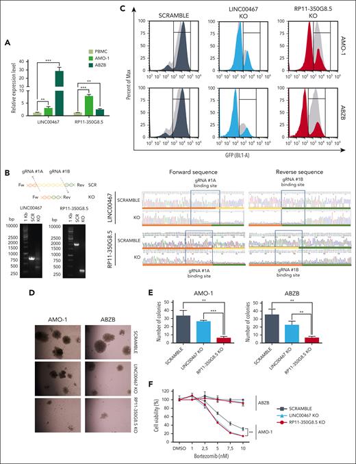 Functional validation of prioritized oncogenic lncRNA candidates. (A) RP11-350G8.5 and LINC00467 basal expression levels via quantitative real time PCR (qRT-PCR) in MM cell lines and peripheral blood mononuclear cells (PBMCs) from healthy donors (values are normalized to the expression of GAPDH). (B) Representative image of genomic PCR products before and after KO of LINC00467 and RP11-350G8.5 in AMO-1 cells, visualized on 1.5% agarose gels. On the right: Sanger sequence of the amplicons encompassing the CRISPR-targeted region. Blue rectangles highlight pgRNA binding sites, whereas colored lines refer to the schematic picture of the KO reported above the gel picture (on the left). (C) Representative image of flow cytometric monitoring of AMO-1 and ABZB cells transduced with a SCRAMBLE-GFP-CRISPR vector (dark gray) or LINC00467/KO-GFP-CRISPR vector (light blue) or RP11-350G8.5/KO- GFP-CRISPR vector (red). Light-gray curves represent the percentage of viable cells at day 0 (48 hours after lentiviral transduction) with overlapping colored curves at day 20. (D) Representative images of colony assay of AMO-1 and ABZB GFP-sorted cells, 15 days after plating, were generated using EVOS XL-Core microscope (Invitrogen by Thermo Fisher) (magnification ×10). (E) Number of colonies in 3 independent wells. (F) Dose-response curves 24 hours after treatment with bortezomib (1-10 nM). Percentage of viable cells ± standard deviation are normalized with respect to DMSO-treated cells (vehicle) for each experimental condition. Statistical differences were assessed across all plots via Student t test; ∗P < .05, ∗∗P < .01, and ∗∗∗P < .001.