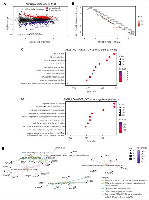 Differential expression and pathway enrichment analysis of ABZB cell lines on RP11-350G8.5 KO. (A) Differential expression analysis: each point is a gene, significantly differentially expressed genes in RP11-350G8.5 KO vs SCRAMBLE (SCR) are highlighted, with top 10 differentially expressed ones in the insets. (B) Transcription factors differentially active in RP11-350G8.5 KO vs SCR computed by DoRothEA. (C-D) Gene Ontology (GO) BP Enrichment Analysis of the upregulated and downregulated genes. (E) Cnet plot details for the Reactome Pathway Enrichment Analysis of the downregulated genes.