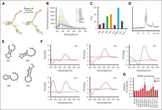 Characterization of RP11-350G8.5 structural features. (A) RNA secondary structure prediction of RP11-350G8.5 computed using the RNAfold web server: (left) MFE and (right) centroid structures (structures are colored by base-pairing probabilities). (B) Fluorescence emission spectra of ThT (1 μM) in the absence (black line) and presence of various RNA molecules (2.0 μM): 202, 840, 885, 1051, 1421, compared with TERRA, RG-1 positive controls, and a hairpin-forming RNA sequence (negative control). (C) Bar graph of fluorescence enhancement of ThT in the presence of the RNAs. The addition of the 5 RNA molecules resulted in fluorescence enhancements, with FI/FI0 values of 23, 32, 71, 81, and 20 for 202, 840, 885, 1051, and 1421, respectively. Two G4-forming positive controls, TERRA and RG-1, exhibited FI/FI0 values of 119 and 43, respectively, whereas the negative control (hairpin) showed a value of 5. (D) Imino proton region of the 1-dimensional (1D) 1H-NMR spectrum of 1051 recorded at 10°C. (E) Predicted secondary structures for the RNA sequences analyzed by RNAfold. (F) CD spectra of 202, 840, 885, 1051, and 1421 recorded at 10 and 100°C (solid and dashed lines, respectively). (G) ASO screening: bar graphs representative of the induction of apoptosis (fold change to vehicle) 24 and 48 hours after electroporation with 50 nM of different ASOs targeting the regions upstream (1) and downstream (2) to the 5 RNA sequences indicated as 202-840-855-1051-1421. Values on the x-axis refer to the fold change to vehicle of the percentage of cells positive for both annexin V/7AAD apoptotic markers. For the most efficient ASO (840-2), a representative annexin V/7AAD staining and a cell viability curve is provided in supplemental Figure S22B-C. Statistics were analyzed using 2-way analysis of variance test (cutoff ∗P < .05, ∗∗P < .01).