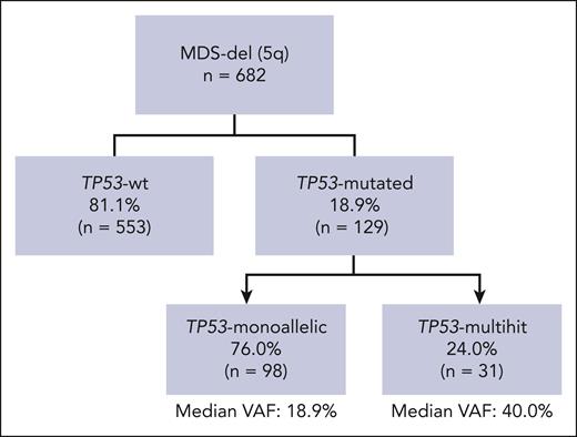 Classification of MDS-del(5q) according to TP53 gene alterations. A total of 129 patients (18.9%) were categorized as TP53-mut, whereas 553 (81.1%) were designated as TP53-wt. Upon the integration of all molecular data, TP53-mut patients were further categorized into TP53 monoallelic in 76% of cases (n = 98), 14.4% of the entire cohort, and TP53 multihit in 24% (n = 31), 4.5% of the entire cohort. Among TP53-monoallelic patients, 46 (46.9%) had a single TP53 mutation with a VAF of <50%, without deletion or cnLOH. In the remaining 53.1% (n = 52) data of deletions and/or cnLOH were unavailable. Among TP53-multihit patients, 51.6% (n = 16) presented multiple mutations (15 patients had 2 mutations, and 1 had 3 mutations); 41.9% (n = 13) showed 1 mutation with VAF >50%, and 6.5% (n = 2) showed 1 TP53 mutation plus cnLOH.