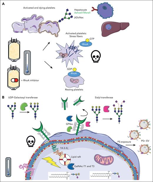 Inhibition of RhoA activity in cold-stored platelets improve their function and half-life. (A) Upon cold storage of platelet concentrates, platelets are activated, and stress fibers are formed, mediated by RhoA activity, leading to consequent downstream signaling, apoptosis, and clearance. β-GlcNAc glycan residues become exposed on the platelet surface, acting as an “eat-me” signal, recognized by Ashwell-Morell receptors on hepatocytes in the liver. The addition of Rho inhibitors prevents stress fiber formation and all major activation processes, as per panel B, preventing rapid platelet clearance. (B) After cold-storage of platelet concentrates, GPIbα reorganization within the membrane leads to 14-3-3ζ recruitment, release of procoagulant phosphatidylserine (PS)+ extracellular vesicles (EVs), mitochondrial depolarization, and death. In addition, several glycan-modulating enzymes are translocated to signaling platforms, specifically the lipid rafts, including UDP N-acetyl-D-galactosamine (GalNAc):polypeptide N-acetyl-galactosaminyltransferases T1 and T3 (GalNAc-T1 and -T3), sialyltransferase, and UDP-galactosyltransferase. GDP, guanosine diphosphate. Claire Linnane (Australian Red Cross Lifeblood) provided some of the building blocks of this cartoon.