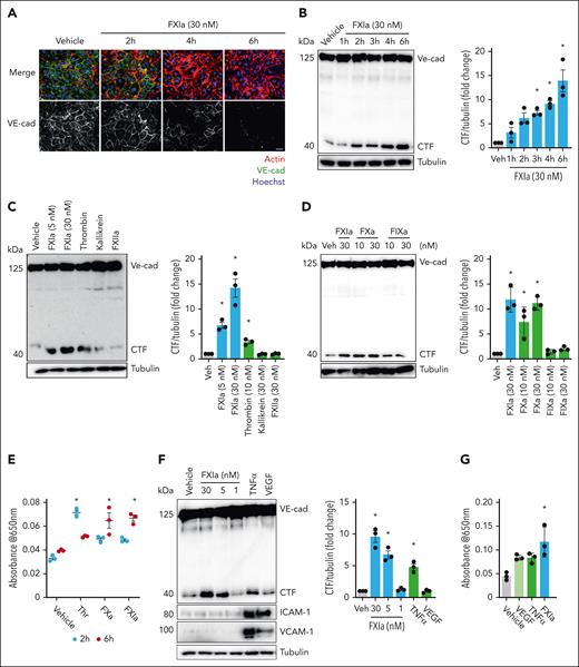 FXIa induces VE-cadherin shedding and EC permeability. (A) HUVECs were grown on gelatin-coated glass coverslips and incubated with FXIa (30 nM) for 2 to 6 hours. Cells were fixed and stained for VE-cadherin (green), actin (red), and nuclei (blue). Bar, 50 μm. (B) HUVECs were incubated with FXIa for 1 to 6 hours. Cells were lysed and analyzed by western blotting using an anti–C-terminal VE-cadherin antibody. Results are representative of 3 experiments. Significance (∗P < .05) determined by Kruskal-Wallis testing with Dunns correction for multiple comparisons. Data are mean ± standard error of the mean (SEM; n = 3). (C) HUVECs were incubated with FXIa (5 or 30 nM), thrombin (10 nM), kallikrein (30 nM), or FXIIa (30 nM) for 6 hours. Cells were lysed and analyzed by western blotting using an anti–C-terminal anti–VE-cadherin antibody. Results are representative of 3 experiments. Significance (∗P < .05) determined by Kruskal-Wallis testing with Dunns correction for multiple comparisons. Data are mean ± SEM (n = 3). (D) HUVECs were incubated with FXIa (30 nM), or FXa (10 or 30 nM), or FIXa (10 or 30 nM) for 6 hours. Cells were lysed and analyzed by western blotting using an anti–C-terminal VE-cadherin antibody. Results are representative of 3 experiments. Significance (∗P < .05) determined by Kruskal-Wallis testing with Dunns correction for multiple comparisons. Data are mean ± SEM (n = 3). (E) HUVECs were grown to confluence on gelatin-coated Transwell filters and incubated with thrombin, FXa, or FXIa (5 nM), for 2 or 6 hours. Permeability of Evans Blue-BSA was measured after 60 minutes of incubation. Data are mean ± SEM (n = 3). Significance (∗P < .05) was determined by Kruskal-Wallis testing with Dunns correction for multiple comparisons. (F) HUVECs were incubated with FXIa (1, 5, or 30 nM), TNFα (10 ng/mL), or VEGF (100 ng/mL) for 6 hours. Cells were lysed and analyzed by western blotting using an anti–C-terminal VE-cadherin, anti–ICAM-1, or anti–VCAM-1 antibodies. Results are representative of 3 experiments. Data are mean ± SEM. Significance (∗P < .05) was determined by Kruskal-Wallis testing with Dunns correction for multiple comparisons. (G) HUVECs were grown to confluence on gelatin-coated Transwell filters and incubated with FXIa (30 nM), VEGF (100 ng/mL), or TNFα (10 ng/mL) for 6 hours. Permeability of Evans Blue-BSA was measured after 60 minutes of incubation. Data are mean ± SEM (n = 3). Significance (∗P < .05) was determined by Kruskal-Wallis testing with Dunns correction for multiple comparisons.