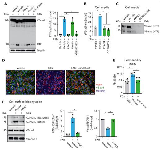 Effect of ADAM10 inhibitor on VE-cadherin cleavage induced by FXIa. HUVECs were incubated with FXIa for 6 hours in the presence or absence of the serine protease inhibitor, PPACK (100 μM); the thrombin inhibitor, hirudin (25 μg/mL); or the ADAM10 inhibitor, GI254023X (10 μM). (A) Cells were lysed and analyzed by western blotting using an anti–C-terminal VE-cadherin antibody. Results are representative of 3 experiments. Significance (∗P < .05) determined by Kruskal-Wallis testing with Dunns correction for multiple comparisons. Data are mean ± SEM (n = 3). (B) Cell media were analyzed by using a sVE cadherin enzyme-linked immunosorbent assay. Data are mean ± SEM (n = 3). Significance (∗P < .05) determined by Kruskal-Wallis testing with Dunns correction for multiple comparisons. (C) Cell media were also analyzed by western blot using an anti–N-terminal VE-cadherin antibody. Results representative of 3 experiments. (D) HUVECs were grown on gelatin-coated glass coverslips and incubated with FXIa (30 nM) for 6 hours in the absence or presence of GI254023X (10 μM). Cells were fixed and stained for VE-cadherin (green), actin (red), and nuclei (blue). Bar, 50 μm. (E) HUVECs were grown to confluence on gelatin-coated Transwell filters and incubated with FXIa (30 nM) in the absence or presence of GI254023X (10 μM). Permeability of Evans Blue-BSA was measured after 60 minutes of incubation. Data are mean ± SEM (n = 4). Significance (∗P < .05) determined by Kruskal-Wallis testing with Dunns correction for multiple comparisons. (F) HUVECs were incubated with FXIa (30 nM) for 6 hours in the absence or presence of PPACK (100 μM). Cell surface was biotinylated and cell lysates were precipitated with NeutrAvidin agarose beads and probed with an anti-ADAM10, anti–N-terminal VE-cadherin, or anti-PECAM1 antibodies. Significance (∗P < .05) determined by Kruskal-Wallis testing with Dunns correction for multiple comparisons. Data are mean ± SEM (n = 3).