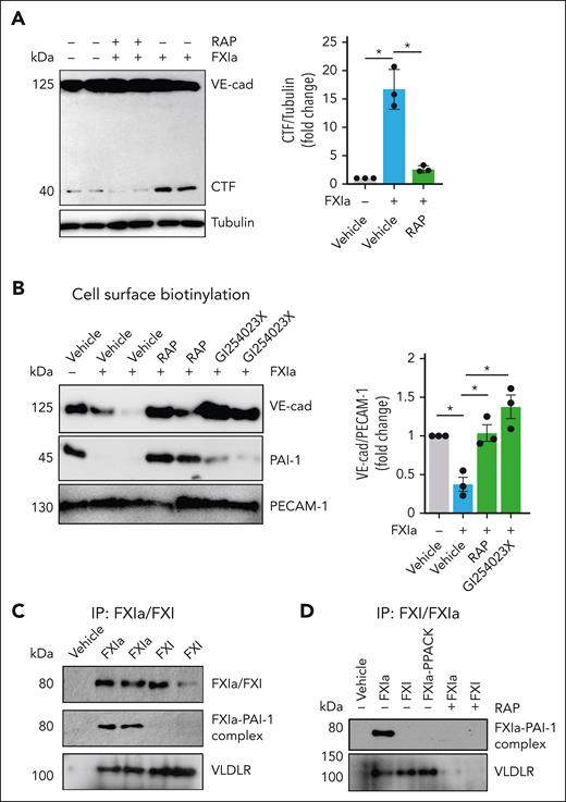 FXIa–PAI-1 complex interaction with VLDLR induces VE-cadherin shedding. (A) HUVECs were incubated with FXIa (30 nM) for 6 hours in the absence or presence of the low-density lipoprotein receptor antagonist, RAP (50 ng/mL). Cells were lysed and analyzed by western blotting using an anti–C-terminal VE-cadherin antibody. Significance (∗P < .05) determined by Kruskal-Wallis testing with Dunns correction for multiple comparisons. Data are mean ± SEM (n = 3). (B) HUVECs were incubated with FXIa (30 nM) in the absence or presence of PPACK (100 μM), GI254023X (5 μM), or RAP (50 ng/mL) for 6 hours. HUVECs cell surfaces were biotinylated, and cell lysates were precipitated with NeutrAvidin agarose beads. The precipitates were probed with an anti–N-terminal VE-cadherin or anti–PAI-1 antibodies. Significance (∗P < .05) determined by Kruskal-Wallis testing with Dunns correction for multiple comparisons. Data are mean ± SEM (n = 3). (C) HUVECs were incubated with FXIa (30 nM) at 4°C for 2 hours. Cells were washed and incubated with PPACK (100 μM) for 30 minutes; lysed in the presence of PPACK; followed by immunoprecipitation with an anti-FXI LC and western blotting with an anti–PAI-1, anti-VLDLR, or anti–platelet EC adhesion molecule 1 (PECAM-1) antibodies. Results are representative of 3 experiments. (D) HUVECs were incubated with FXIa, FXI, or FXIa-PPACK (30 nM) at 4°C for 2 hours in the absence or presence of RAP (50 ng/mL). Cells were washed and incubated with PPACK (100 μM) for 30 minutes, lysed in the presence of PPACK followed by with an anti-FXI light chain immunoprecipitation and western blotting with an anti–PAI-1 antibody or anti-VLDLR antibodies. Results are representative of 3 experiments.
