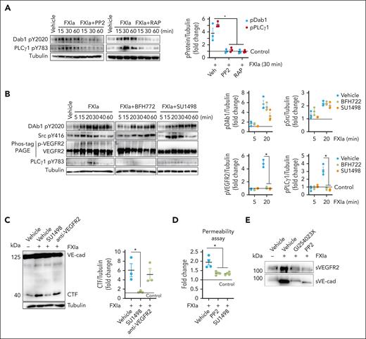 Role of FXIa on Dab1 and VEGFR2 activation. (A) HUVECs were incubated with FXIa (30 nM) in the absence or presence of (A) the Src inhibitor, PP2 (10 μM), or the low-density lipoprotein receptor antagonist, RAP (50 ng/mL). Cells were lysed and immunoblotted with antibodies for Dab1 Y2020, PLCγ1 Y783, or tubulin. Results are representative of 3 experiments. Significance (∗P < .05) determined by Kruskal-Wallis testing with Dunns correction for multiple comparisons. (B) HUVECs were incubated with FXIa (30 nM) in the absence or presence of the VEGFR2 inhibitors, BFH772 (1 μM) or SU 1498 (5 μM). Cells were lysed and immunoblotted with antibodies for Dab1 Y2020, Src Y416, PLCγ1 Y783, or tubulin, or lysates were separated by Phos-tag sodium dodecyl sulfate–polyacrylamide gel electrophoresis and immunoblotted for VEGFR2 phosphorylation (n = 3). Significance (∗P < .05) determined by Kruskal-Wallis testing with Dunns correction for multiple comparisons. Data are mean ± SEM (n = 3). (C) HUVECs were incubated with vehicle or FXIa for 6 hours in the absence or presence of the VEGFR2 kinase activity inhibitor, SU1498 (5 μM), or the blocking anti-VEGF antibody, ramucirumab (10 μg/mL). Cells were lysed and analyzed by western blotting using an anti–C-terminal VE-cadherin antibody. Results are representative of 3 experiments. Significance (∗P < .05) determined by Kruskal-Wallis testing with Dunns correction for multiple comparisons. Data are mean ± SEM (n = 3). (D) HUVECs were grown to confluence on gelatin-coated Transwell filters and incubated with FXIa (30 nM), for 6 hours in the absence or presence of PP2 (10 μM) or SU1498 (5 μM). Permeability of Evans Blue-BSA was measured after 60 minutes of incubation. Data are mean ± SEM (n = 4). Significance (∗P < .05) determined by Kruskal-Wallis testing with Dunns correction for multiple comparisons. (E) HUVECs were incubated with FXIa (30 nM) for 6 hours in the absence or presence of the ADAM10 inhibitor, GI254023X (5 μM), or the Src inhibitor, PP2. Cell media were collected and immunoblotted with antibodies for N-terminal VE-cadherin or N-terminal VEGFR2. Results are representative of 3 experiments.