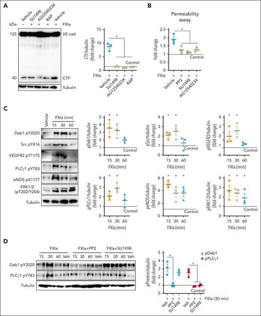 Effect of FXIa on EC permeability on HAECs. (A) HAECs were incubated with vehicle or FXIa for 6 hours in the absence or presence of the VEGFR2 kinase activity inhibitor, SU1498 (5 μM), the ADAM10 inhibitor, GI254023X (10 μM), or RAP (50 ng/mL). Cells were lysed and analyzed by western blotting using an anti–C-terminal VE-cadherin antibody. Results are representative of 3 experiments. Significance (∗P < .05) determined by Kruskal-Wallis testing with Dunns correction for multiple comparisons. (B) HAECs were grown to confluence on gelatin-coated Transwell filters and incubated with FXIa (30 nM) for 6 hours in the absence or presence of PP2 (10 μM), SU1498 (5 μM), or GI254023X (10 μM). Permeability of Evans Blue-BSA was measured after 60 minutes of incubation. Data are mean ± SEM (n = 4). Significance (∗P < .05) determined by Kruskal-Wallis testing with Dunns correction for multiple comparisons. (C) HAECs were incubated with FXIa (30 nM) for 15 to 60 minutes. Cells were lysed and immunoblotted with antibodies for phosphorylated Dab1 Y2020, Src Y416, VEGFR2 Y1175, ERK1/2 T202/Y204, eNOS S1177, PLCγ1 Y783, or tubulin. Results are representative of 3 experiments. Significance (∗P < .05) determined by Kruskal-Wallis testing with Dunns correction for multiple comparisons. Data are mean ± SEM (n = 3). (D) HAECs were incubated with FXIa (30 nM) for 15 to 60 minutes in the presence or absence of PP2 or SU1498. Cells were lysed and immunoblotted with antibodies for phosphorylated Dab1 Y2020, PLCγ1 Y783, or tubulin. Results are representative of 3 experiments. Significance (∗P < .05) determined by Kruskal-Wallis testing with Dunns correction for multiple comparisons. Data are mean ± SEM (n = 3).