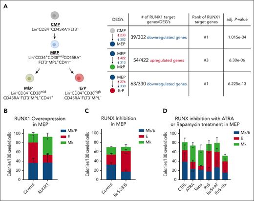 RUNX1 activity promotes megakaryocytic fate in human MEPs. (A) Summary of human progenitor populations analyzed (left) and data predicting that RUNX1 regulates the differential gene expression between these populations (right). Shown are the number of DEGs that are increased (red) or decreased (blue) in expression between population pairs. Number of predicted RUNX1 target genes and adjusted P values from Enrichr. (B) Effects on colony formation of MEPs transduced with retrovirus encoding full-length RUNX1 or empty vector control. (C) Effects on colony formation of MEPs treated with DMSO (control) or 2 μM Ro5-3335 for 48 hours before plating for colony formation in the absence of drug. (D) Effects on colony formation of MEPs treated with 50 nM all-trans retinoic acid (ATRA) or 50 nM Rapamycin (Rapa), with or without 2 μM Ro5-3335 (Ro5) for 48 hours before plating for colony formation in the absence of drug. Colony types were determined based on CD41 and CD235 immunofluorescence. Mk/E, colonies contain both erythroid and megakaryocytic cells, Mk, megakaryocyte only colonies, E, erythroid only colonies. Each figure represents 3 individual experiments. Average ± standard deviation (SD) are graphed (∗P < .05, ∗∗P < .01). Data from individual experiments provided in supplemental Figure 2.