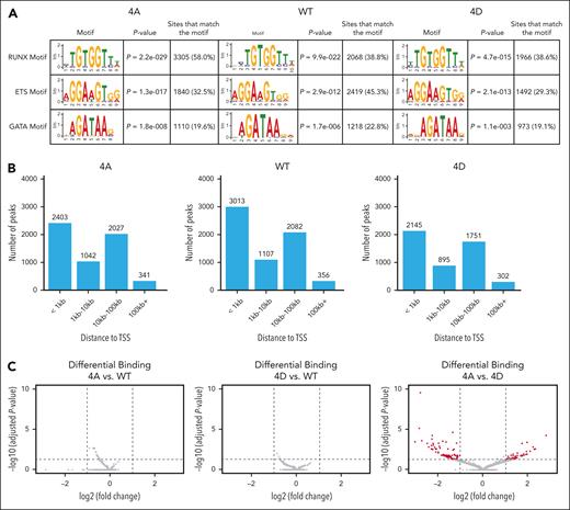 RUNX1 chromatin association is not significantly affected by RUNX1-4A and RUNX1-4D. (A) STREME (simple, thorough, rapid, enriched motif elicitation) motif enrichment analysis showing that CUT&RUN binding sites for RUNX1-4A, RUNX1-WT, and RUNX1-4D are highly enriched for the conserved RUNX1 binding motif, as well as ETS and GATA binding motifs. (B) Distance to the nearest TSS for RUNX1-4A (4A), RUNX1-WT (WT), and RUNX1-4D (4D) binding sites. (C) Differential binding analysis of RUNX1 mutants compared with WT (4A: left, 4D: middle). Cutoff for significance was adjusted P < .05 (horizontal dashed line), and log2 fold change (log2FC) of less than −1 or >1 (vertical dashed lines). Log2 fold change of <0 indicates that RUNX1-WT peak is higher than that of RUNX1-4A or RUNX1-4D. Differential binding analysis of RUNX1-4A vs RUNX1-4D (right) shows 127 peaks beyond the significance cutoff in red.